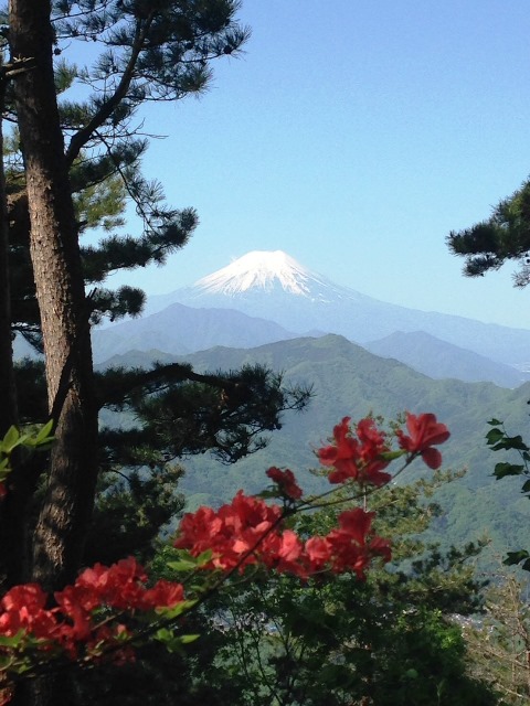 ツツジと富士山(5月)