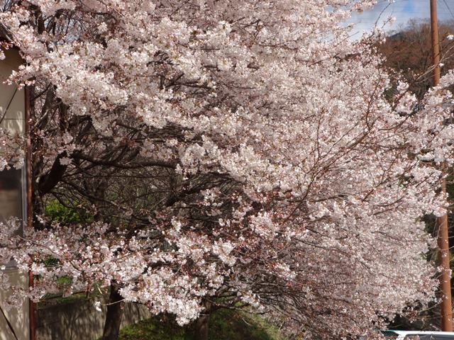 4月6日一見の価値あり!!猿橋公園の桜(2014.4.7)