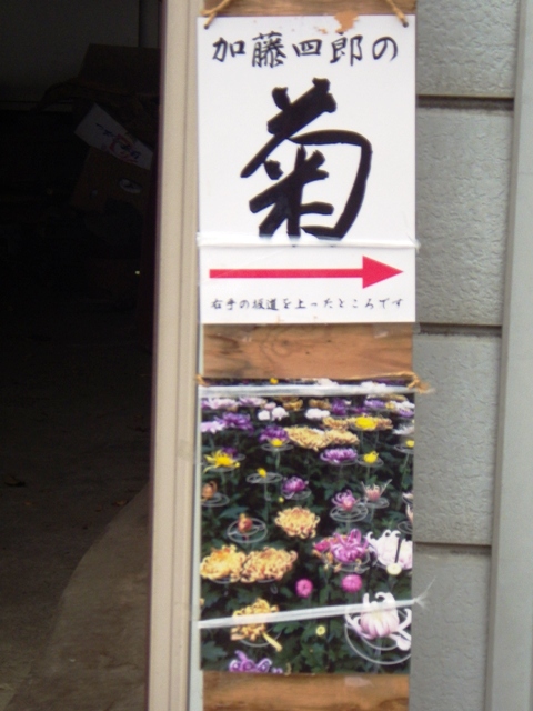菊が咲き誇るお宅(2013.11.10の様子です)