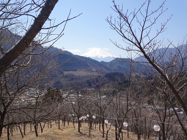 3月25日のお伊勢山の桜の状況(2015.3.27)