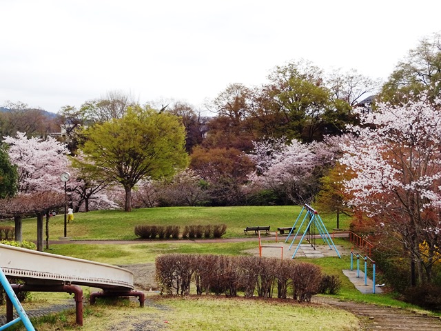 猿橋近隣公園は花盛り　2016.4.8の様子