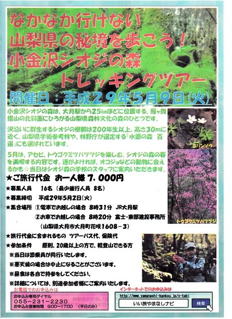 小金沢シオジの森トレッキングツアーのご案内(2017.3.15)