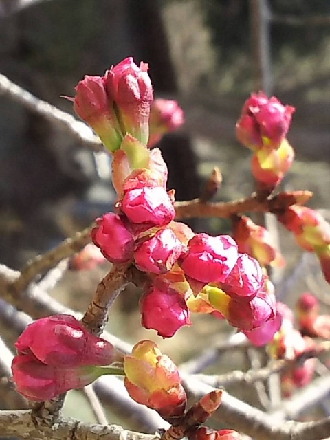 現在の岩殿山の桜の状況(2016.3.23)