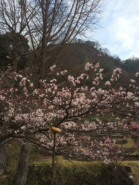 4月2日の大月市の桜の様子(2016.4.3)