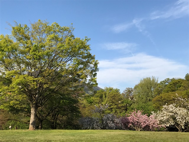 猿橋近隣公園の八重桜が満開!!（2017.4.26）