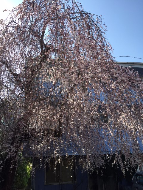 桜の開花状況(2015.3.30)