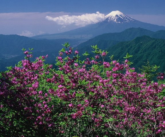 山の花の状況（2014.5.31）
