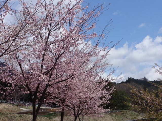 千本桜プロジェクト