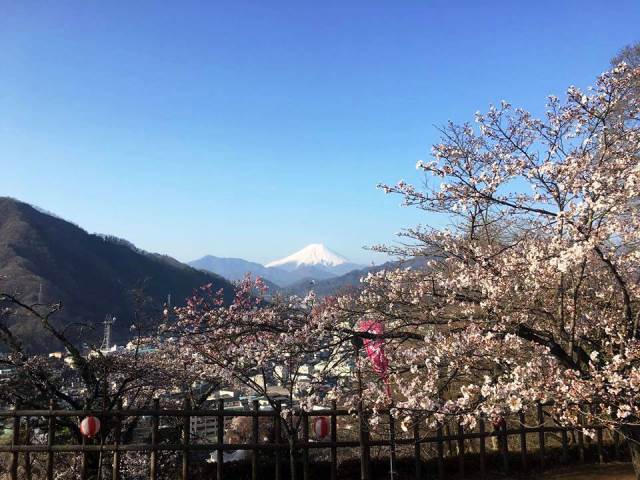 3月29日早朝の岩殿山の桜開花状況