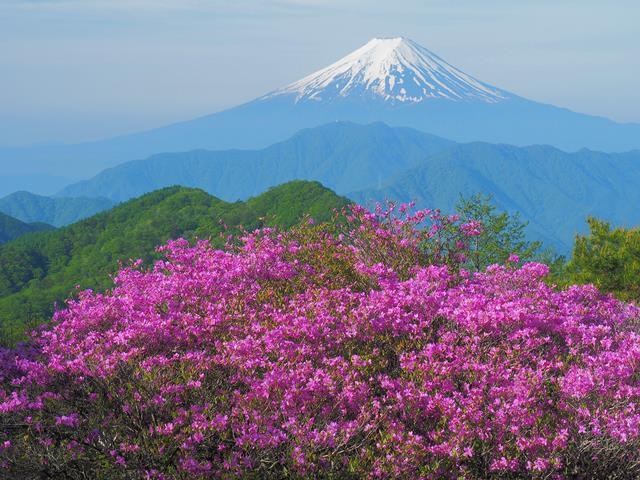 トウゴクミツバツツジと富士山