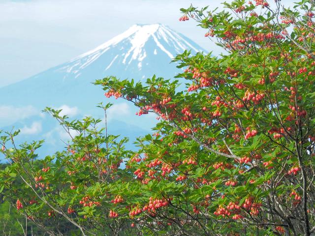 小金沢からのサラサドウダンと富士山