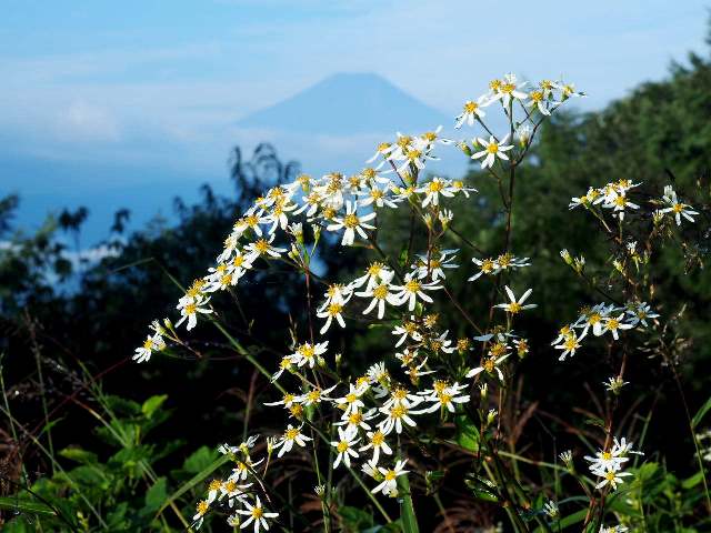 こちらは山頂一面に覆っていたというに野菊（シロヨメナ）と富士山。(9月)