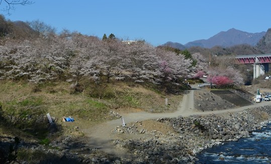 猿橋公園の桜が見頃を迎えています!!