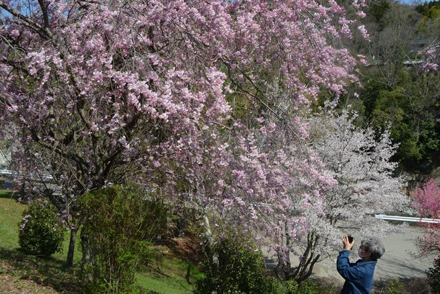 2020.4.2現在の大月の桜の様子