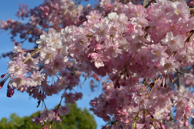 2023年　大月市の桜を見るならここ！がおすすめ。