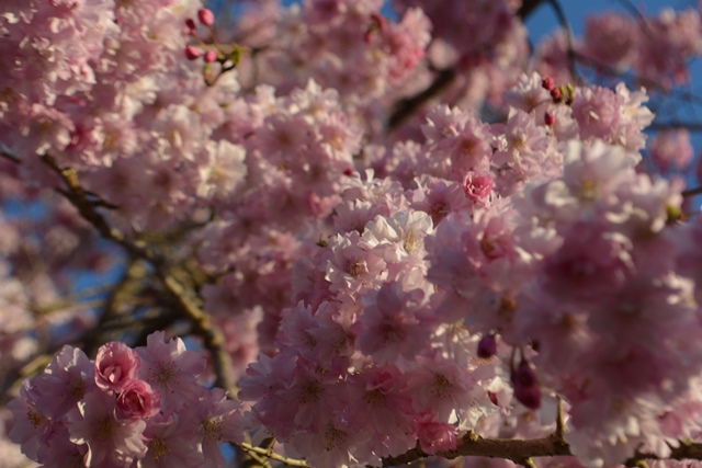 4月９日エコの里のハナモモと猿橋公園の桜