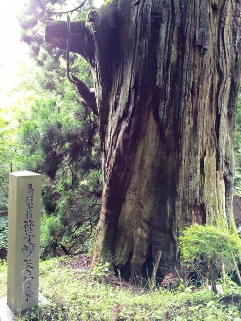 樹齢1000年の矢立の杉