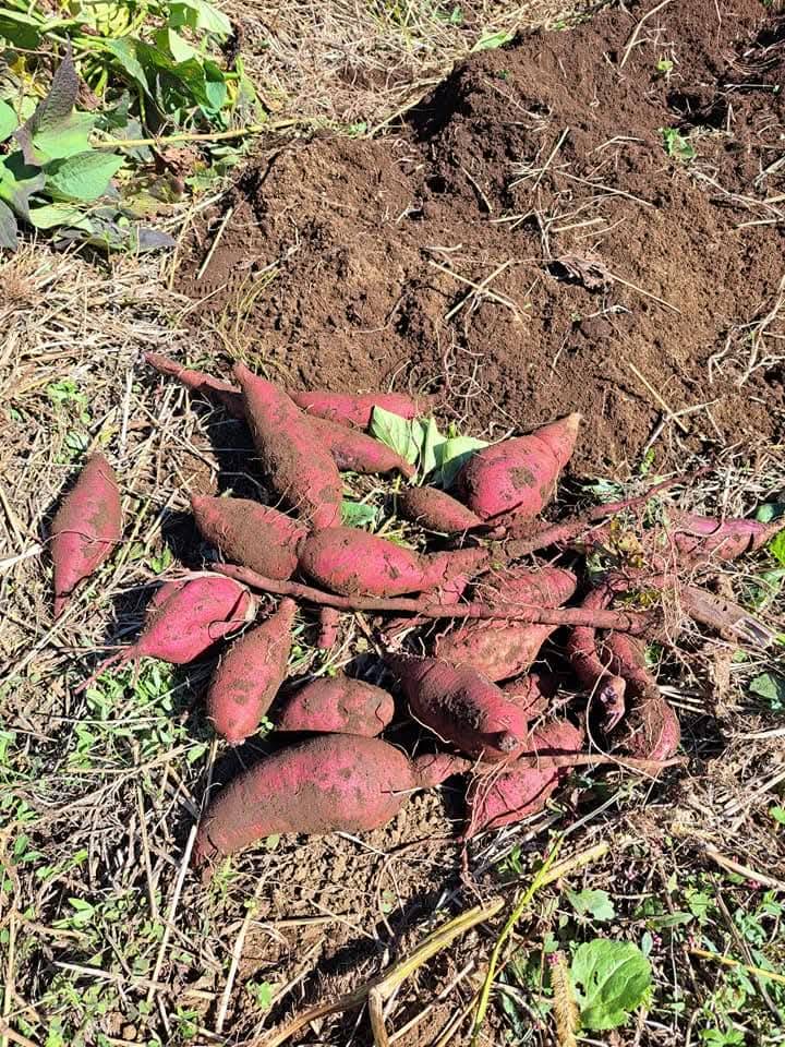 農薬・化学肥料を極力控えながら、サツマイモ・小麦・古代米・原木椎茸などを栽培。