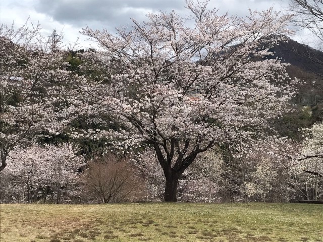 大月の桜開花情報