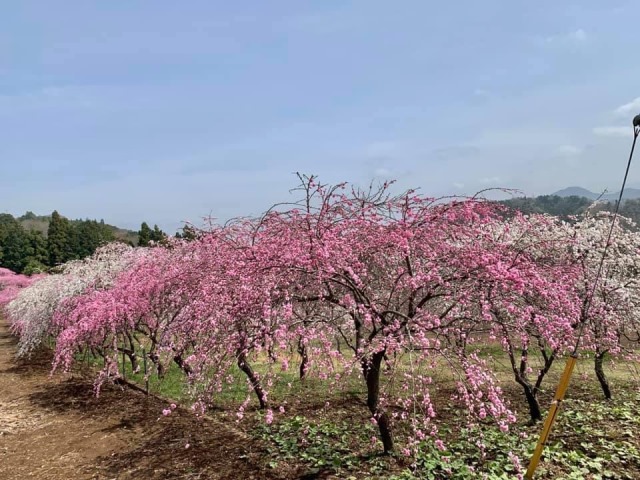 大月市の桜開花状況
