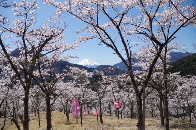 真木お伊勢山の桜が満開です!!