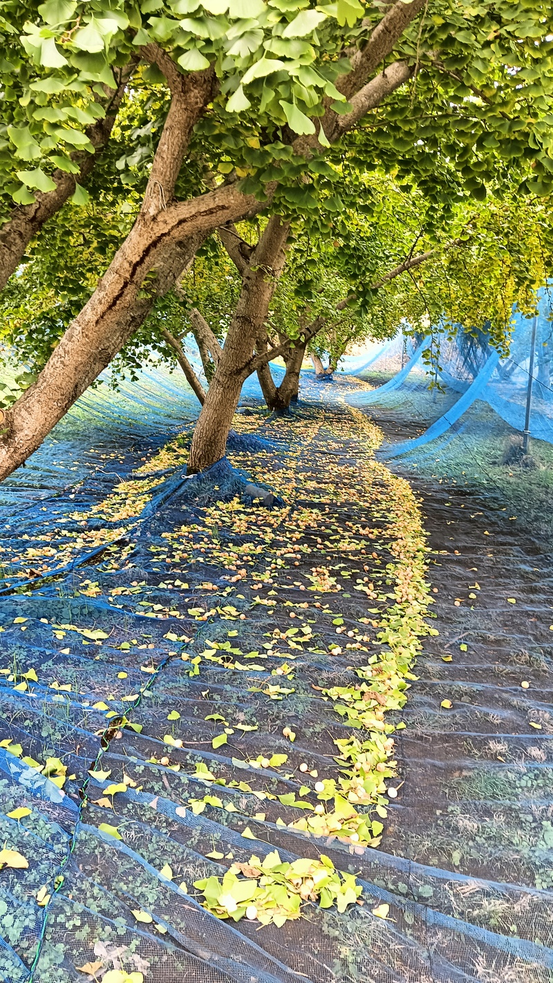 イチョウの木の下に張られたネットで、完熟して落ちてくる実を受け止めます