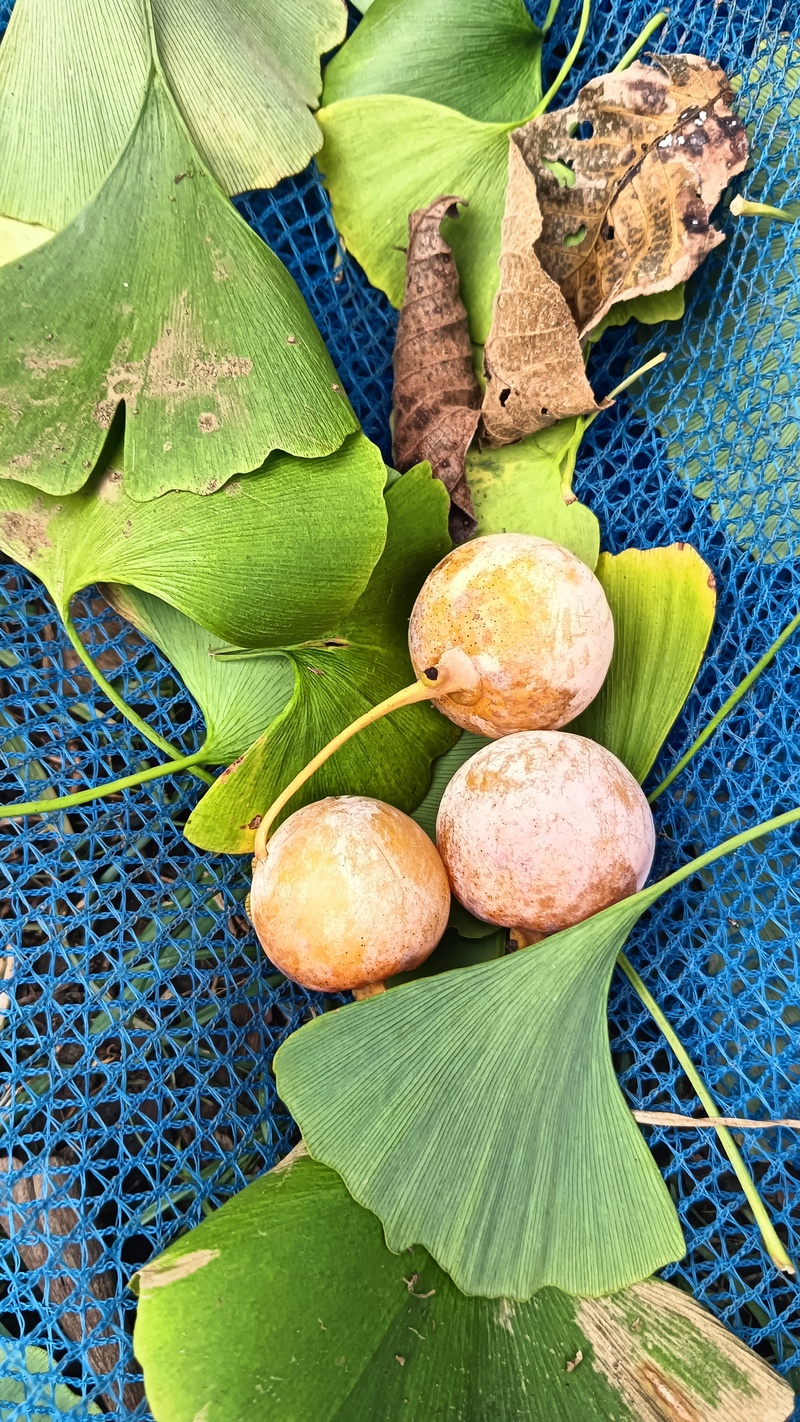 落ちてきた銀杏の実