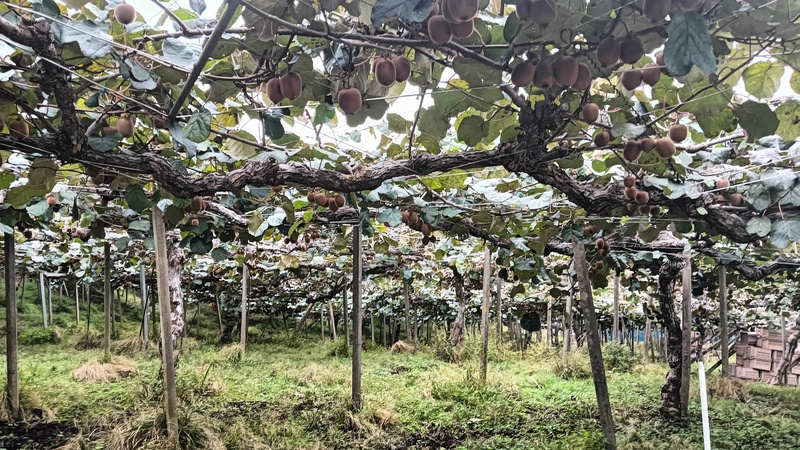 約40年前から丹精込めて育てられてきたキウイの木