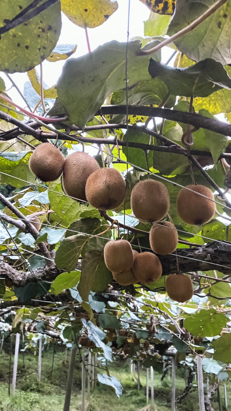 たわわに実った大月産のキウイ